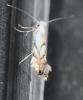 Phyllonorycter tenerella